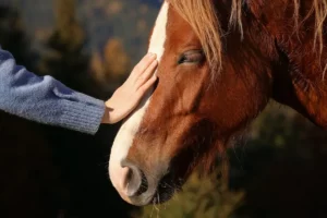 Rehab Centers That Offer Equine Therapy Featured Image