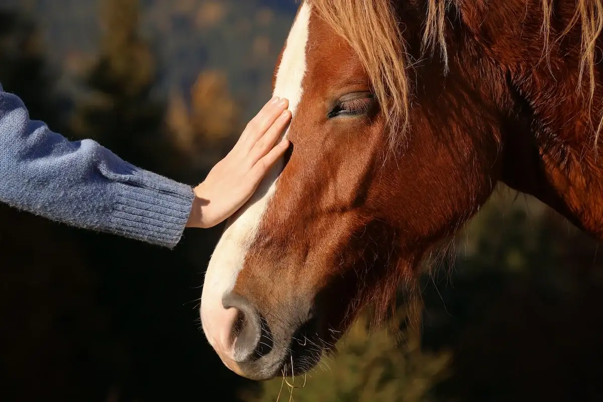 equine therapy use guided and supervised interactions with horses to help people in recovery